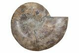 Cut & Polished Ammonite Fossil (Half) - Madagascar #212957-1